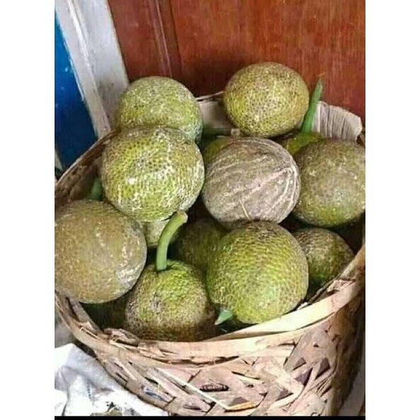 

Buah Sukun