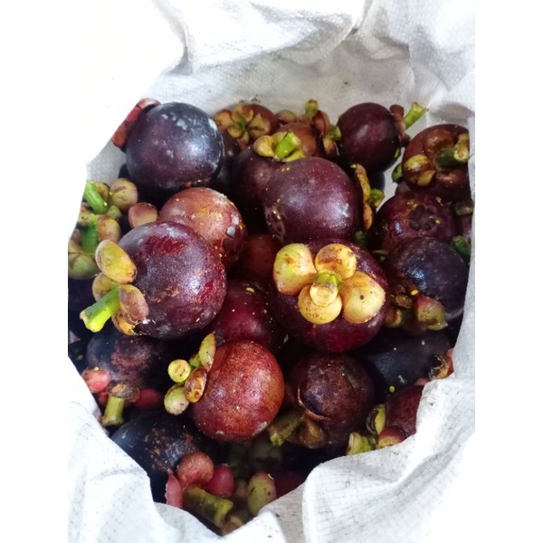 

Buah Manggis Manis