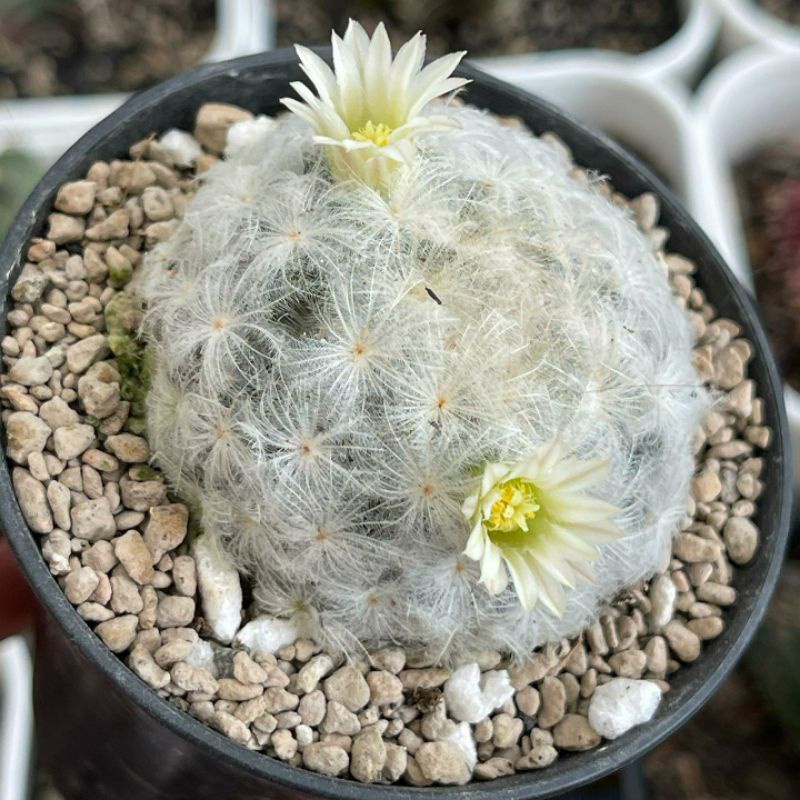 Kaktus Mammillaria Plumosa