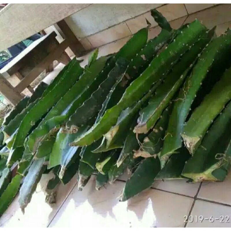 

batang buah naga