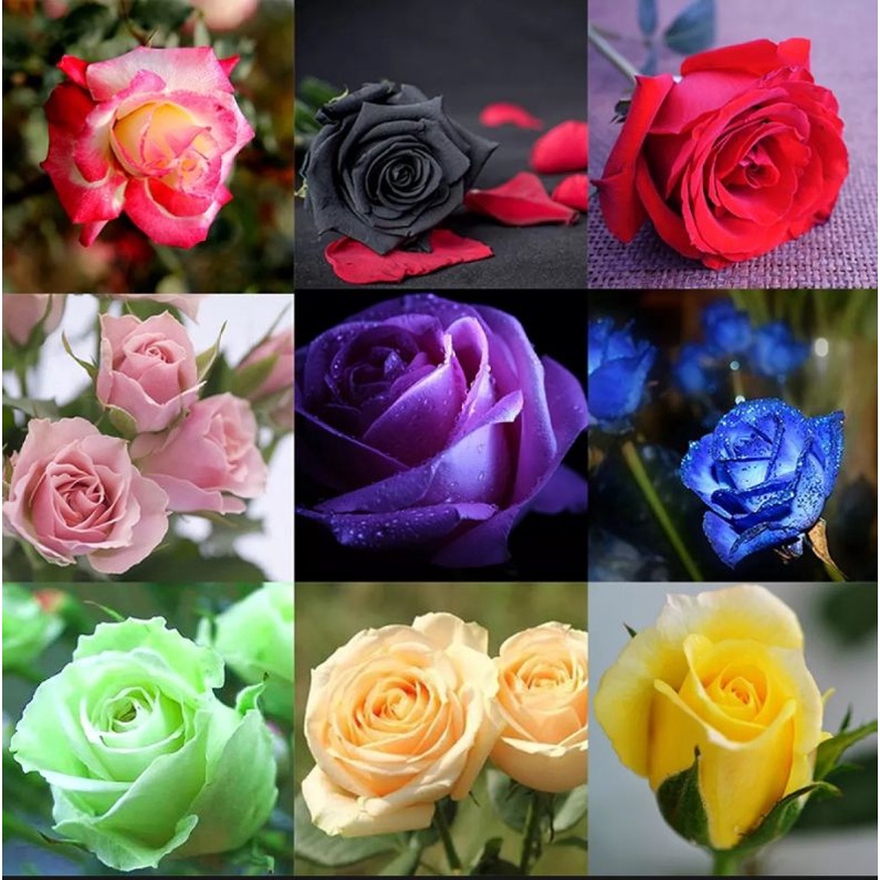 Benih Biji Bunga Mawar Tumpuk warna warni