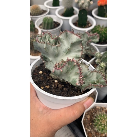kaktus sukulen kerang silver Euphorbia lactea cristata