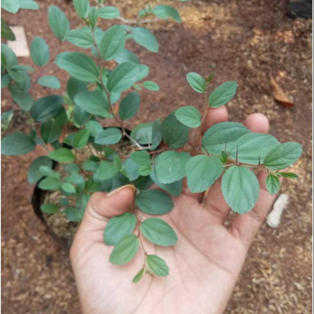 Bibit bidara arab / tanaman bidara arab / tanaman herbal bidara arab / pohon bidara arab