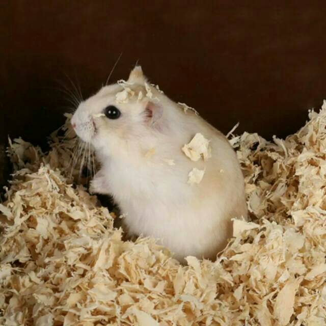 SERBUK KAYU ALAS HEWAN HAMSTER