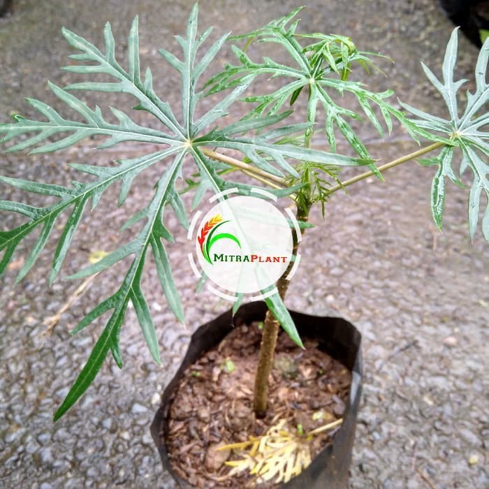 Bibit Tanaman Yodium Bibit Tanaman Betadine Pohon Daun Betadine Pohon Daun Yodium Herbal