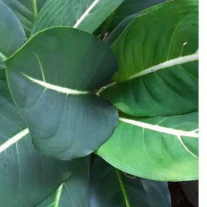 jenis tanaman diven hijau. dipenstar