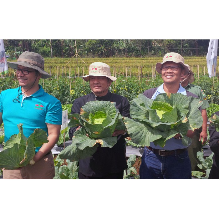 50 Benih kol Kubis Hibrida Sehati F1 bibit tanaman sayur Sayuran hidroponik