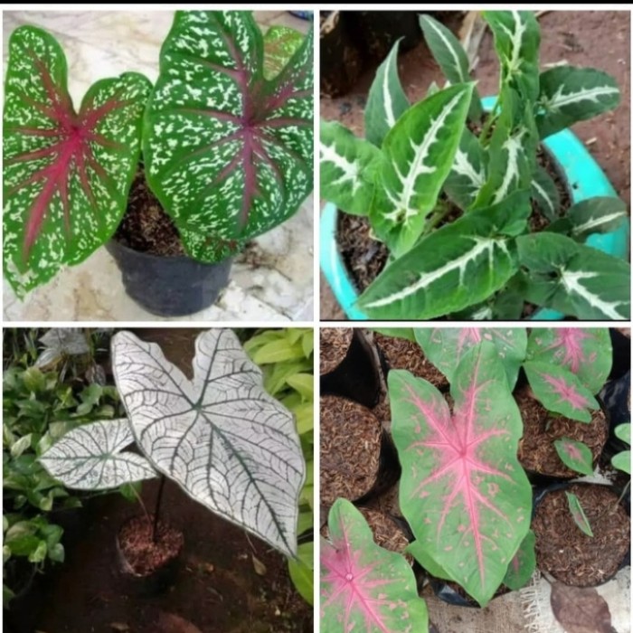 Paket 4 Tanaman keladi - keladi putih - Tanaman indoor