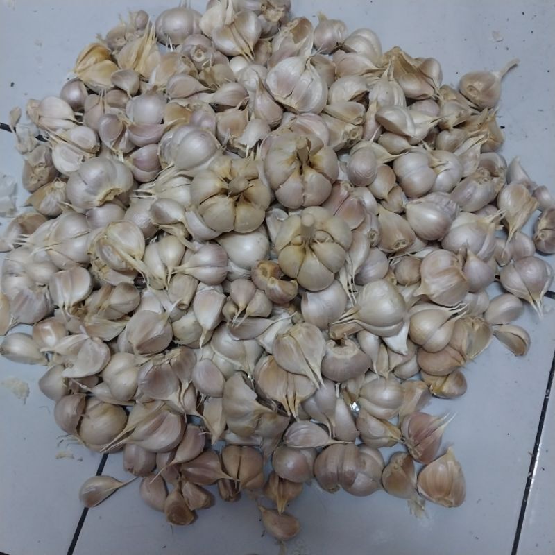 

BAWANG KATING BERSIH