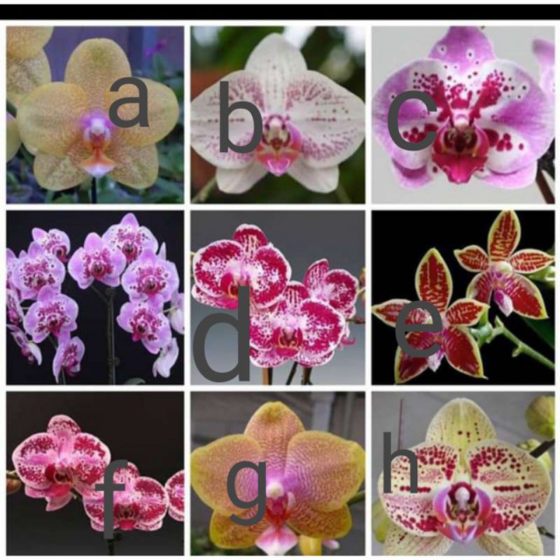 paket mini 10 seedling bulan paket hemat anggrek bulan