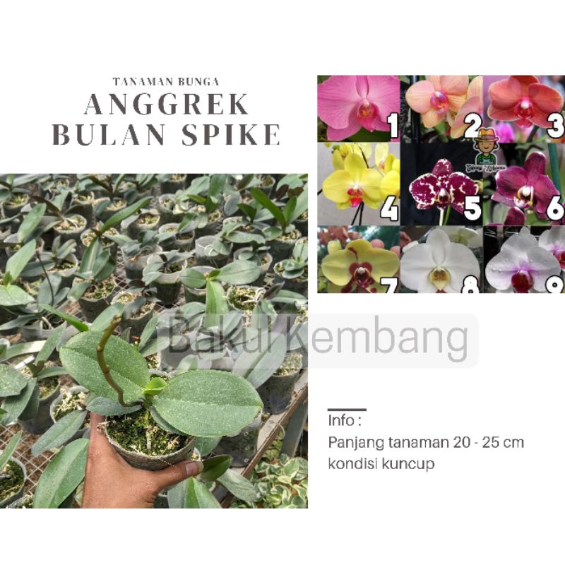 Anggrek bulan dewasa spike siap berbunga MURAH - tanaman bunga - warna mix