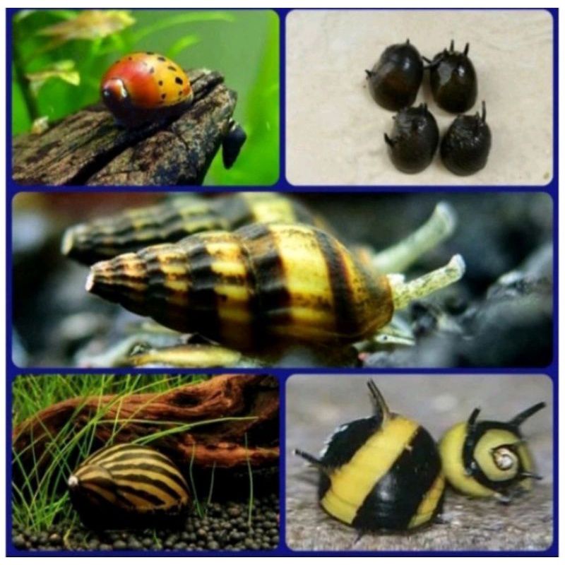 keong hias pembersih alga aquascape