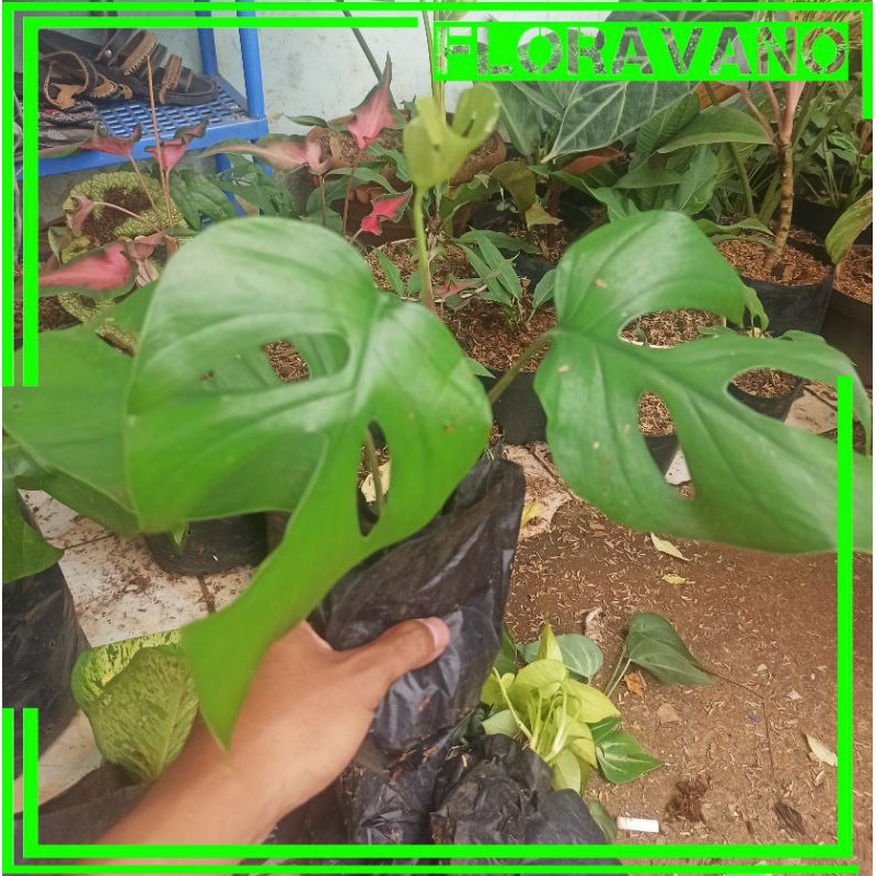 Monstera raphidopora