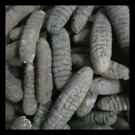 

DISKON TERBATAS !!! HAISOM/TRIPANG KERING GOSOK TERLARIS