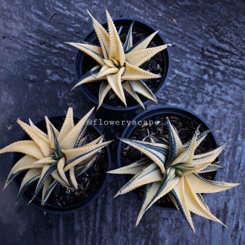 haworthia limifolia variegata