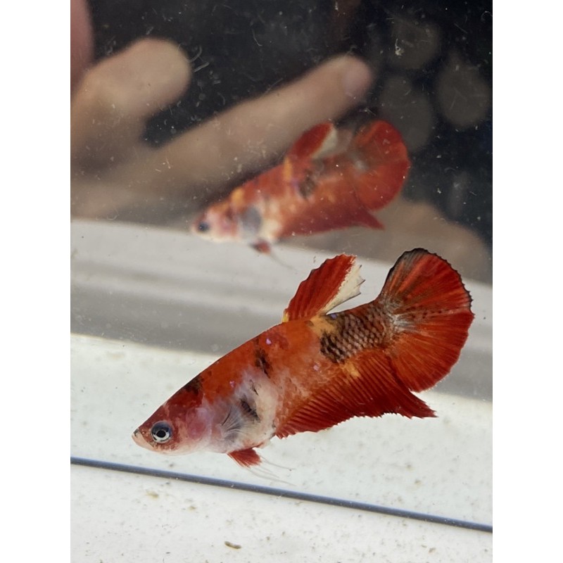 Cupang Female Nemo Leopard