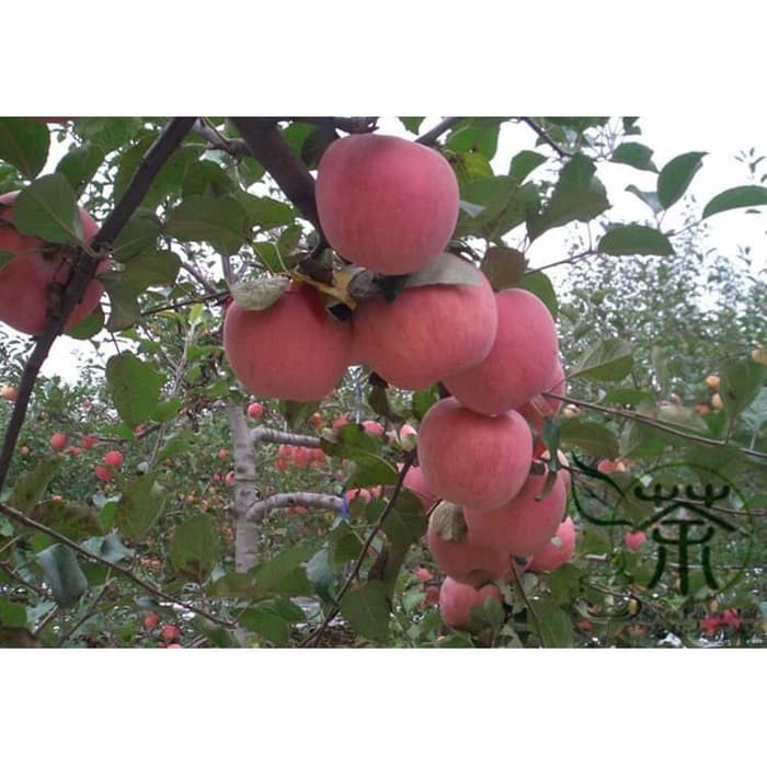 Bibit / Benih Biji Buah Apel Paradise Apple Fruit Seed Isi 10 Biji-5