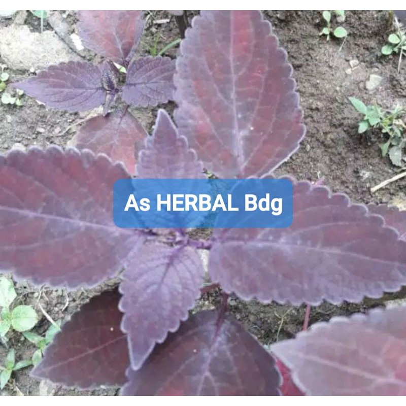

Paket Hemat Daun iler Jawer kotok Segar 250 gram-az