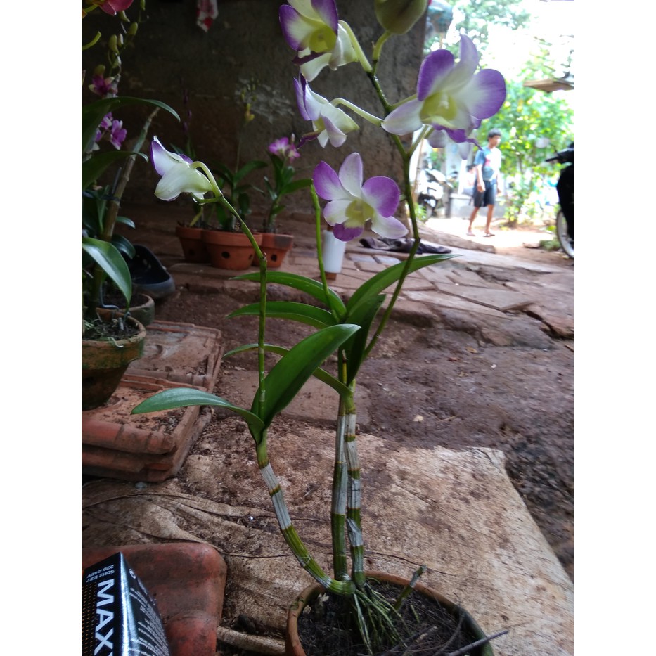 tanaman hias angrek -pohon angrek