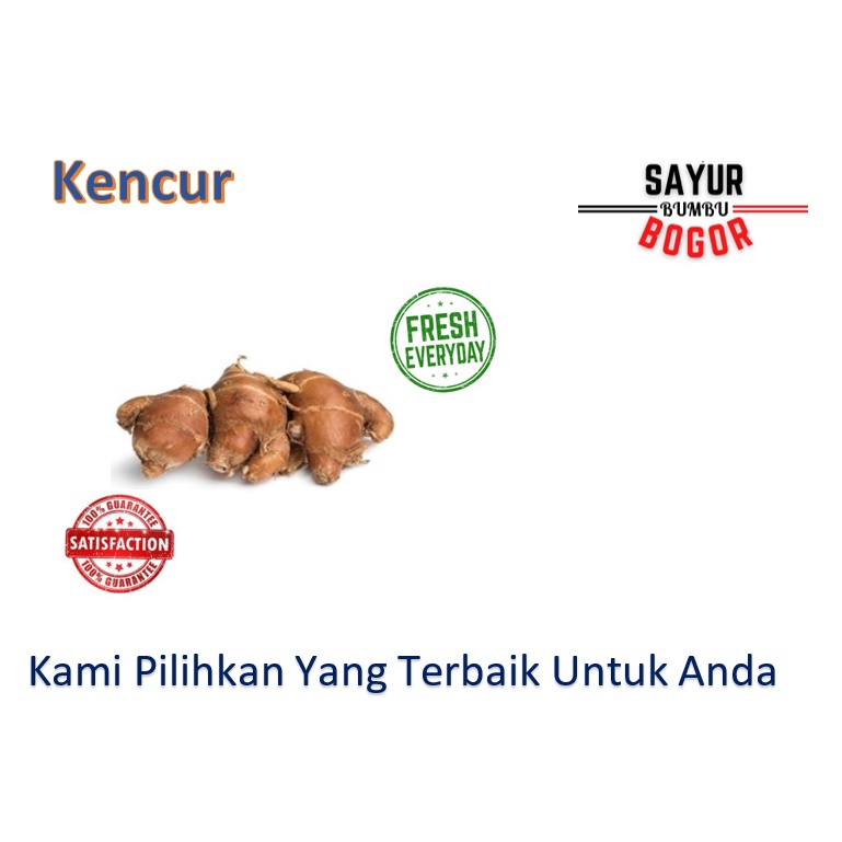 

Kencur / Cikur / Kencur Segar / Sayuran Segar