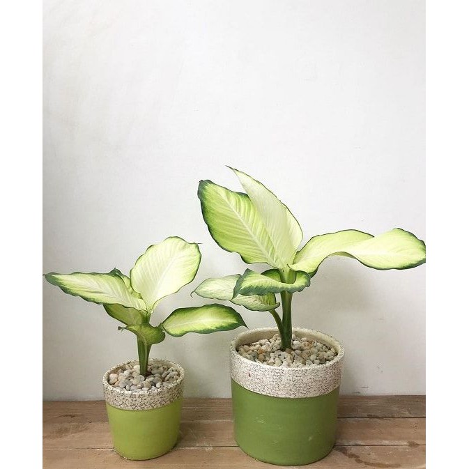 Tanaman hias sri rejeki tissue / Dieffenbachia camille size medium