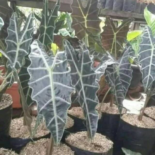 tanaman hias keladi tengkorak - pohon keladi tengkorak