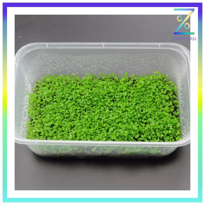 Bibit Rumput Air Dekorasi Aquarium Landscape Ornament - H0027