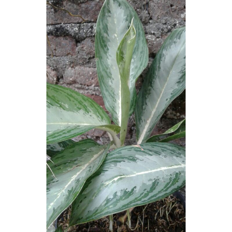 Tanaman Blanceng Putih