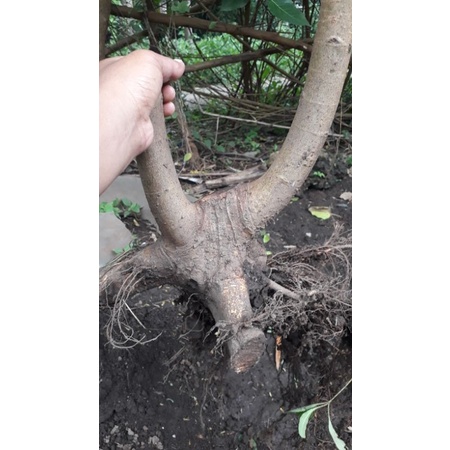 2bahan bonsai loa FICus RACEMOSA, bahan realpic bogel, hasil program,