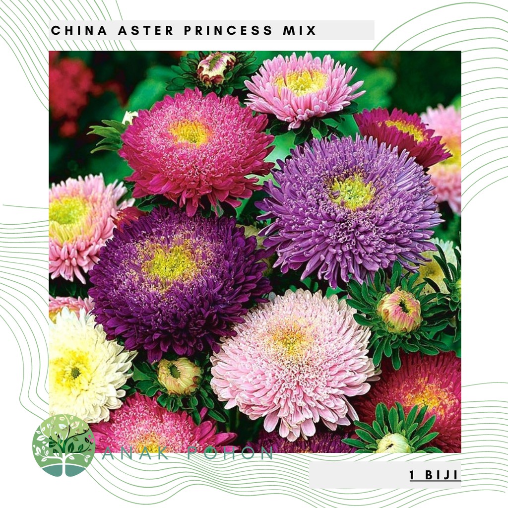 Benih Bibit Biji - Bunga China Aster Princess Mix Flower Seeds - IMPORT