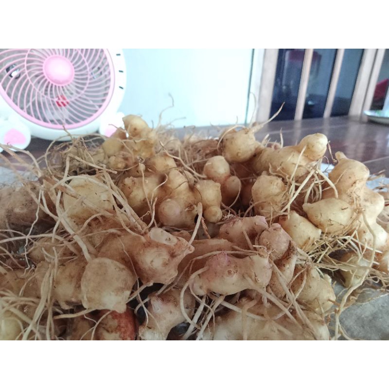 

RB22 Umbi Daun Dewa Segar 100% original