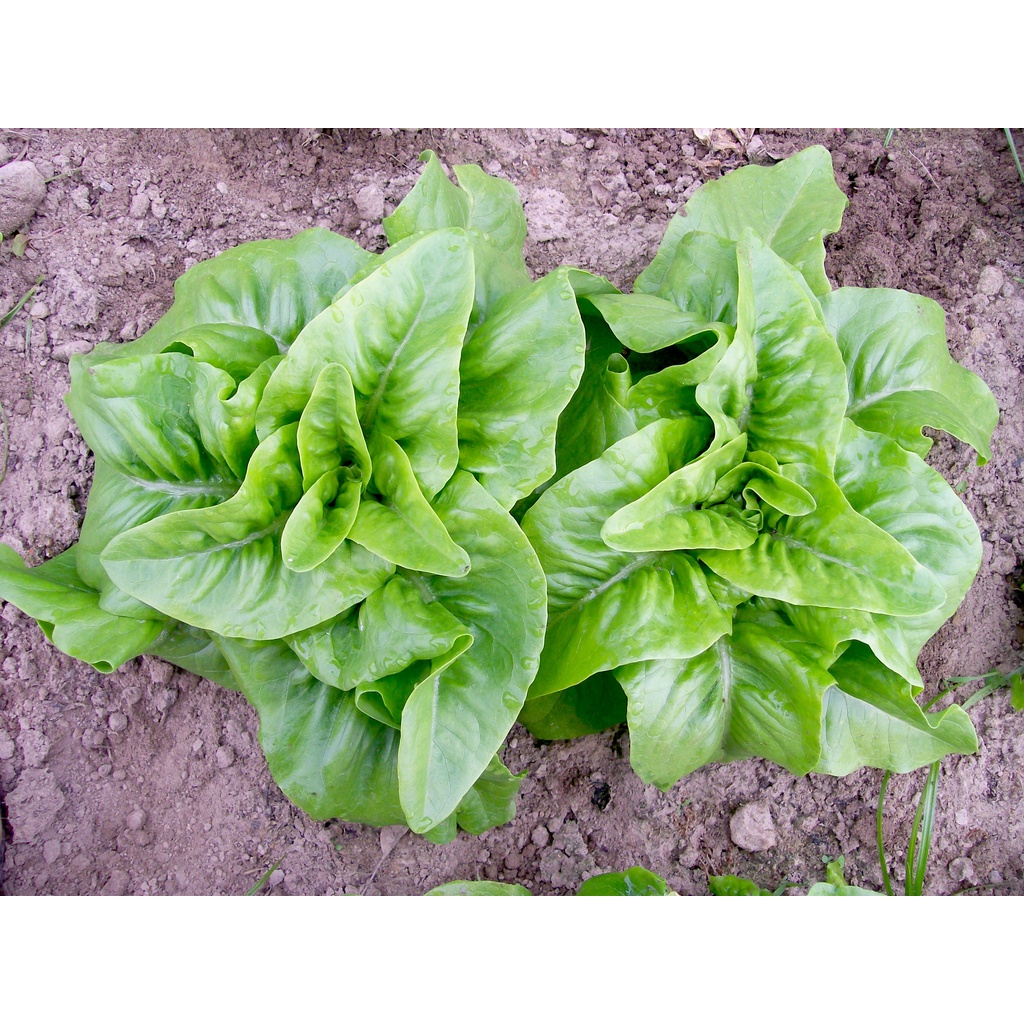 Benih Bibit Biji - Lettuce Deer Tongue Selada Organic Seeds - IMPORT