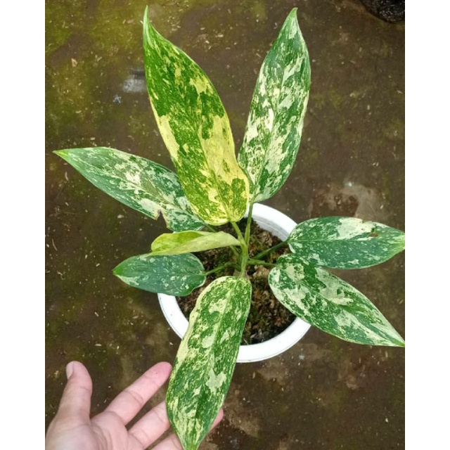 Aglonema Simplex variegata