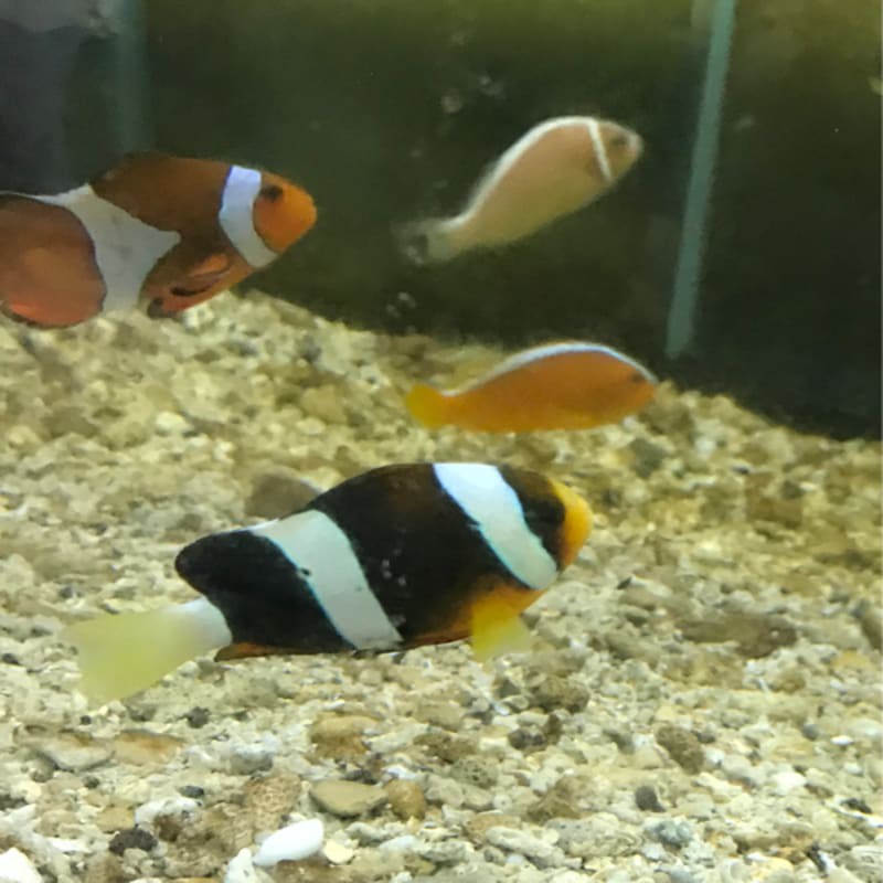 ikan hias laut giro pasir