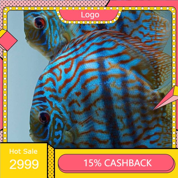 ikan Discus Heckel 1"inc // kan Hias