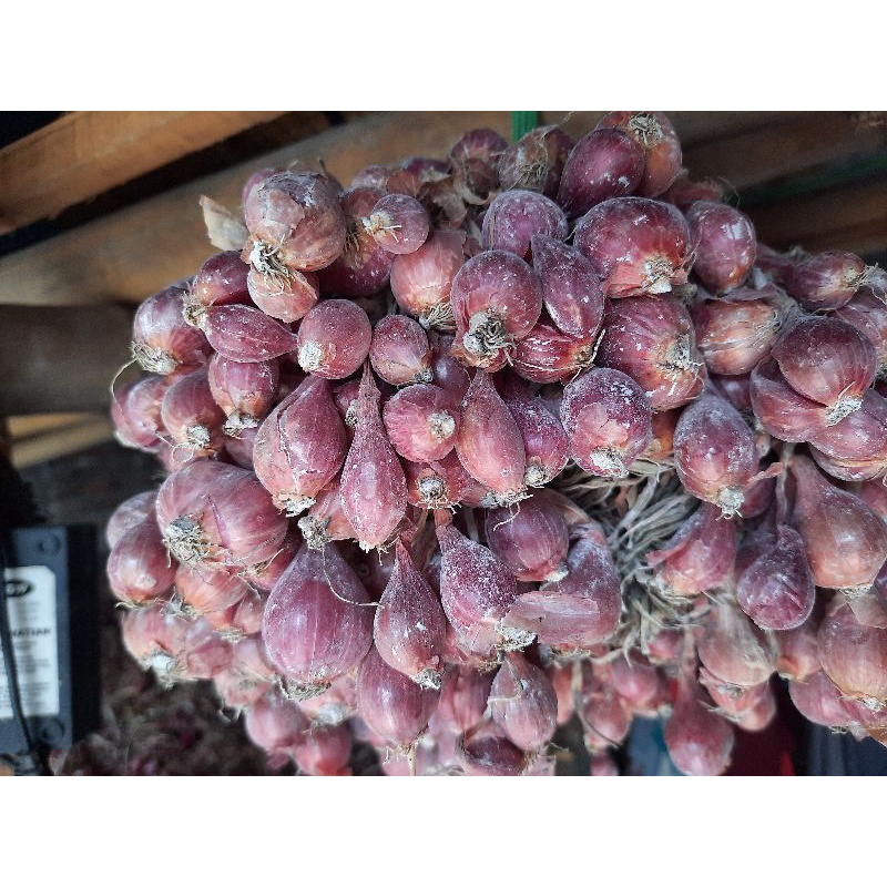 BIBIT BAWANG MERAH BIMA BREBES 1KG#BIBIT BAWANG MERAH #BIBIT BERSERTIFIKAT BIRU A1 GARANSI PROMO 1-1