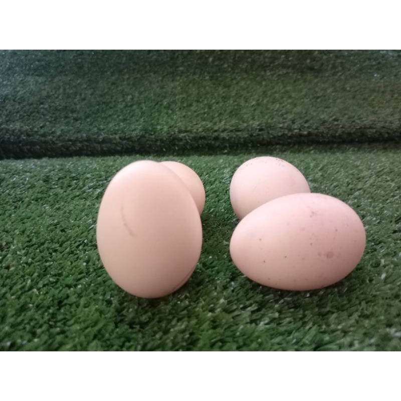 Telur Ayam Bangkok Hias Ekor Lidi perbutir