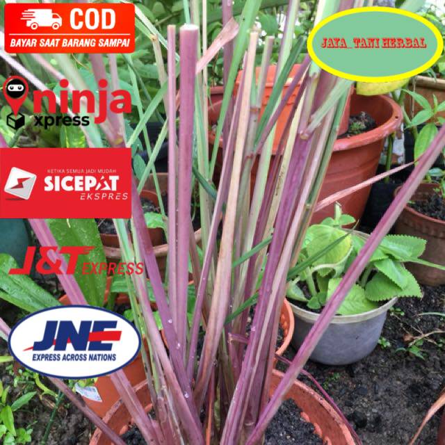 

Jaya_tani herbal_ Serai wangi serai merah segar 500gram siap ambil ke kebun