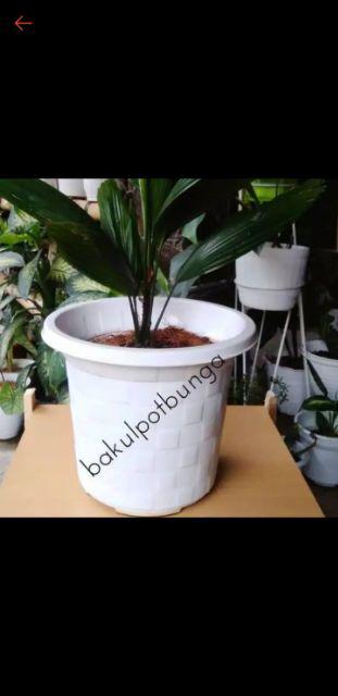 Pot Bunga Akasia Motif Catur 30