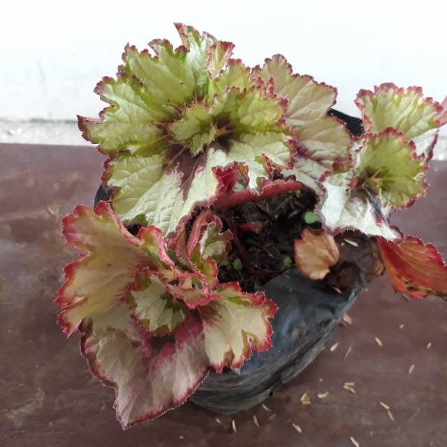 Tanaman Hias Begonia Keong