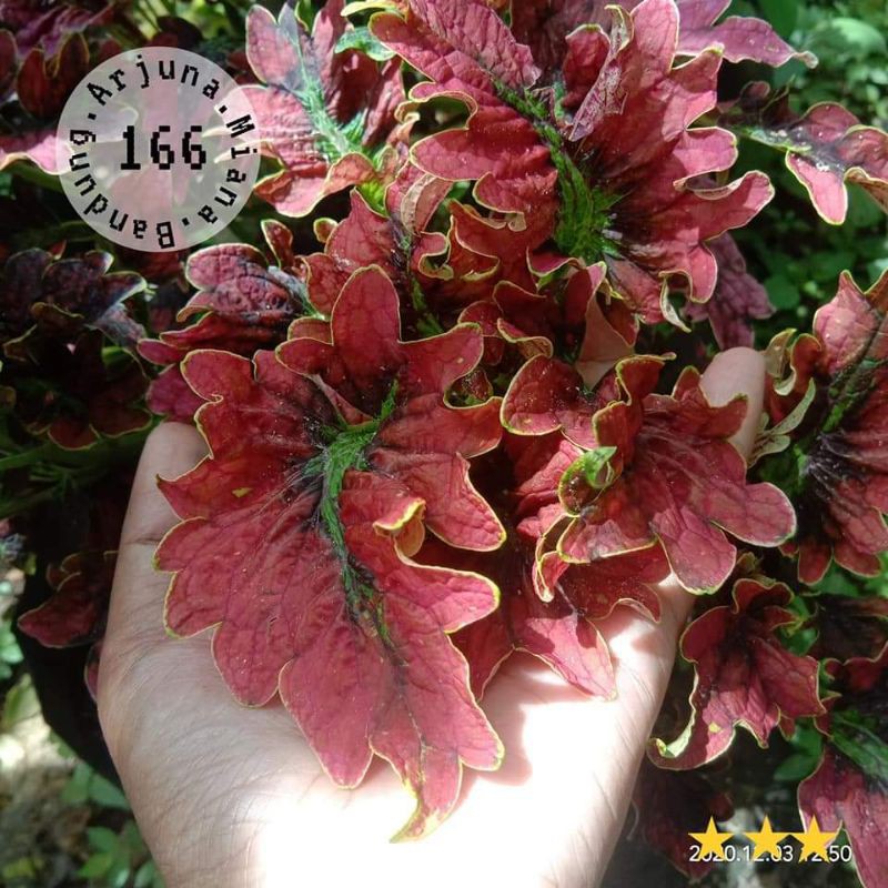 miana kode 166 / Arjuna Miana bandung