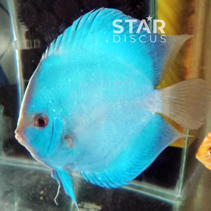 Discus indukan Blue Diamond 5,5 inch jantan