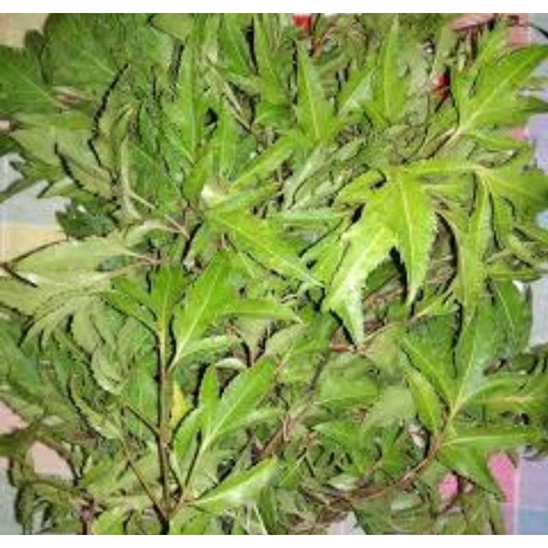 

Daun Cakra Cikri Fres 500 Gram