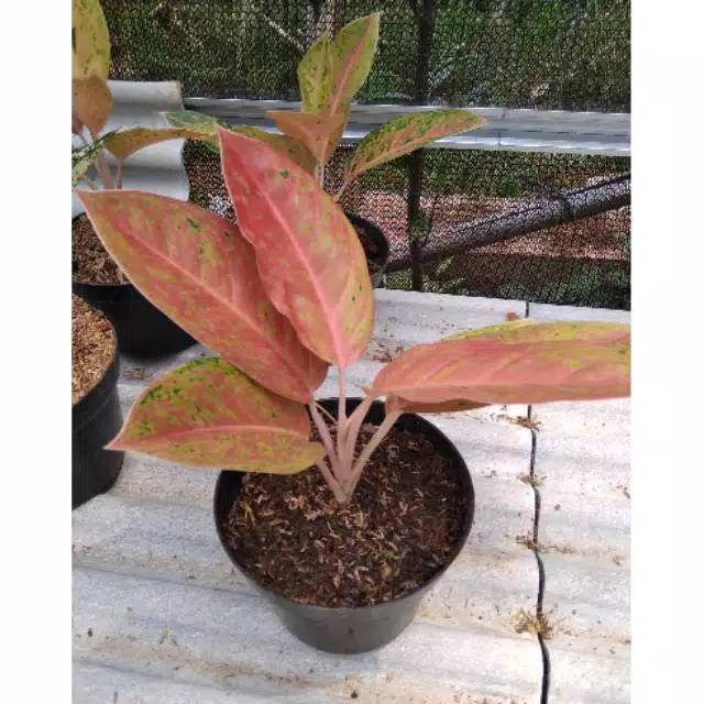 Aglaonema big roy