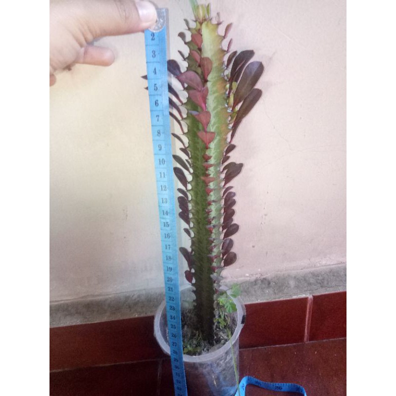 euphorbia trigona besar -/+