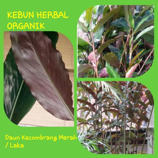 daun kecombrang 1 kg