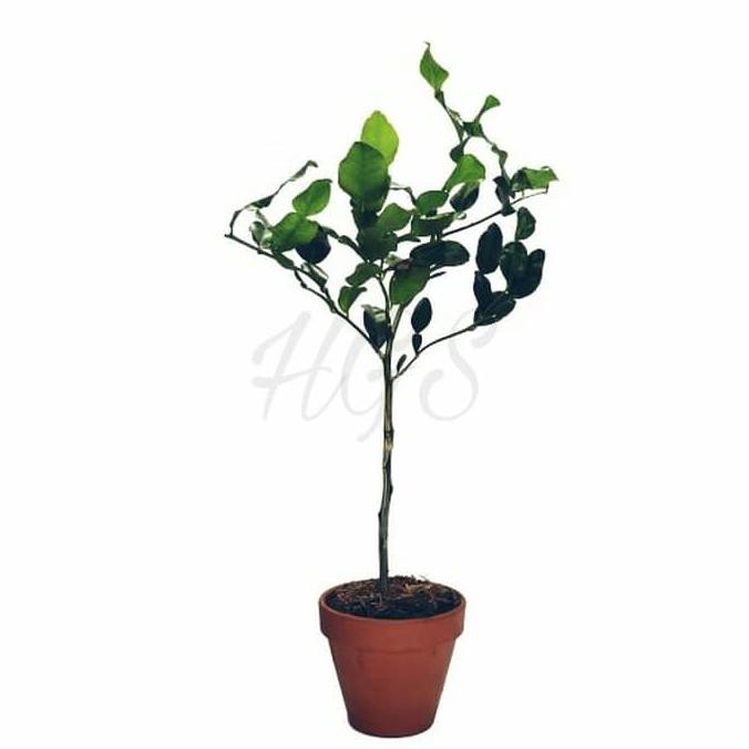 Asli Bibit Tanaman Buah Jeruk Purut @_@