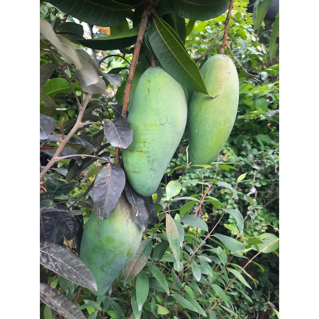 Bibit Mangga Kiojay/Tanaman Mangga Khiojay Jumbo Okulasi Cepat Berbuah (Jaminan Original)