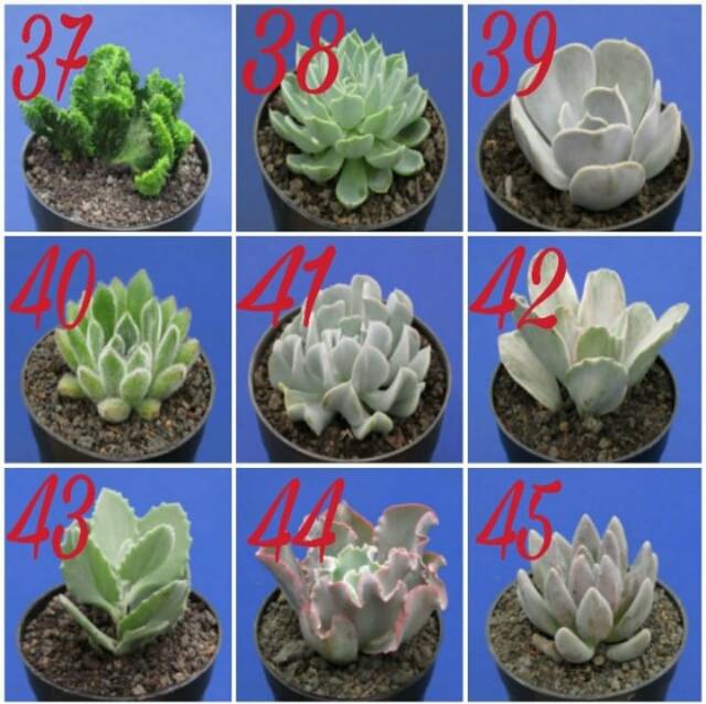 Kaktus dan sukulen lokal GRATIS POT