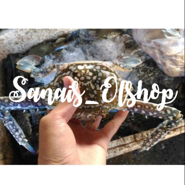 

PROMO RAJUNGAN BUBU fresh per kg isi 7 ekor